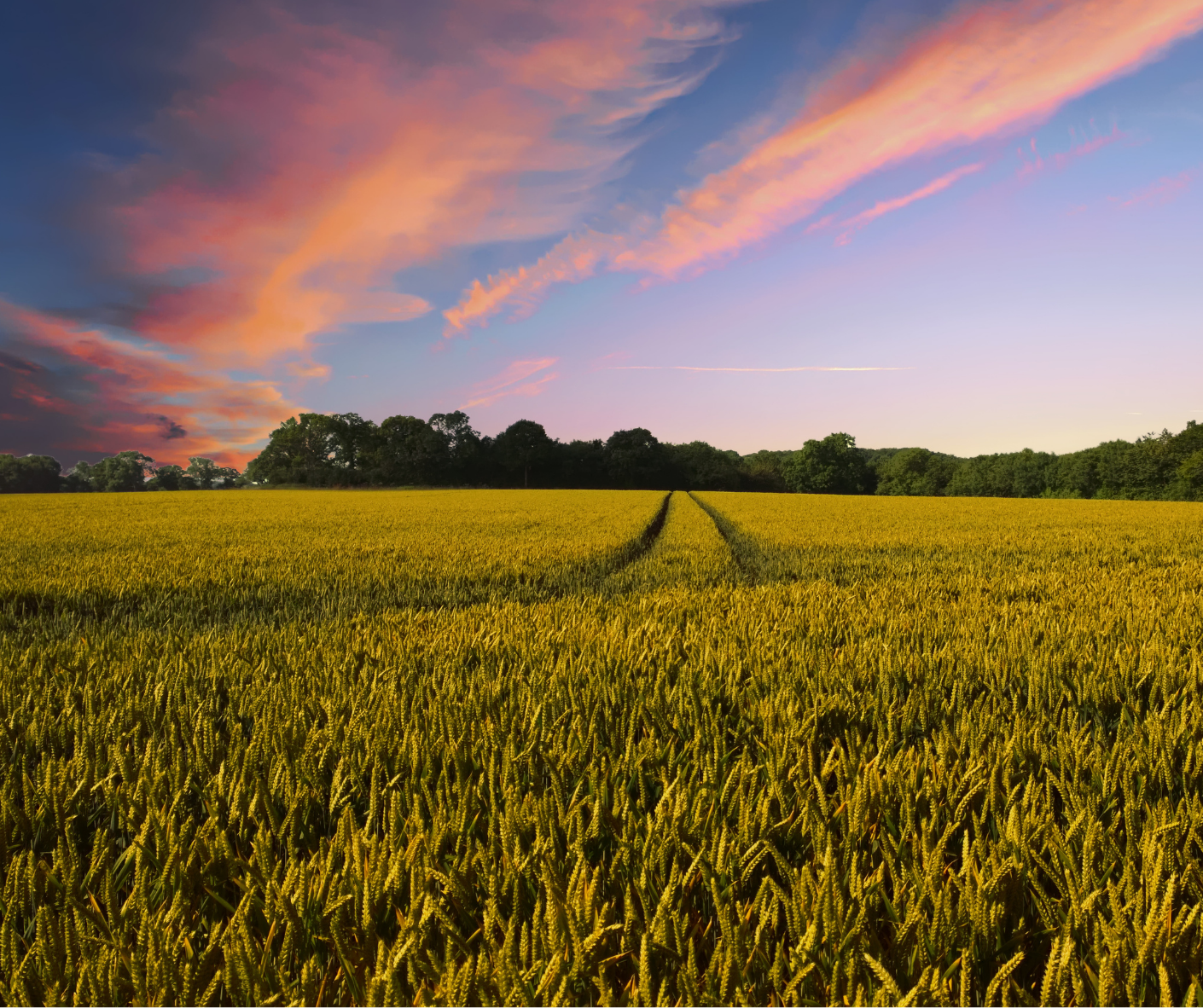 Image of an agricultural plot at sunset