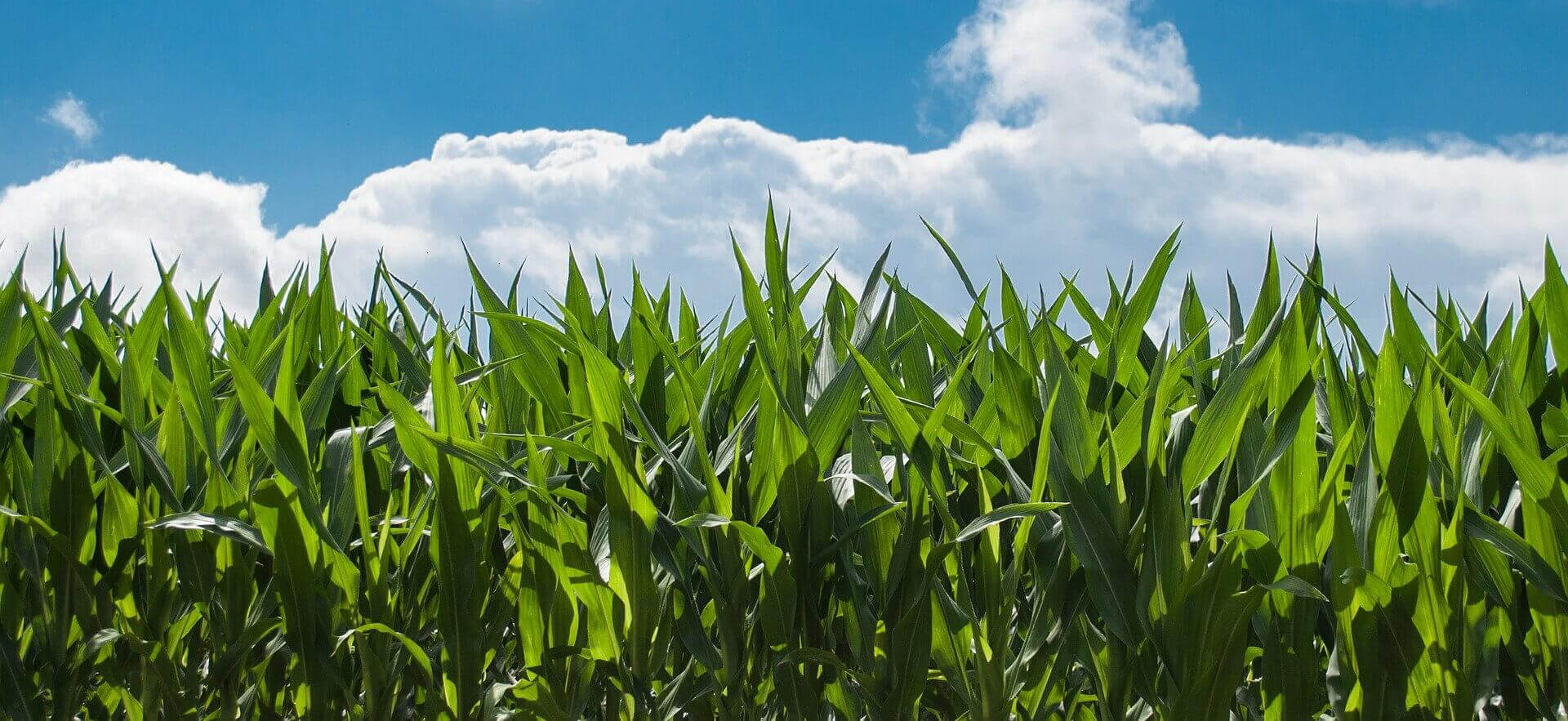Corn field