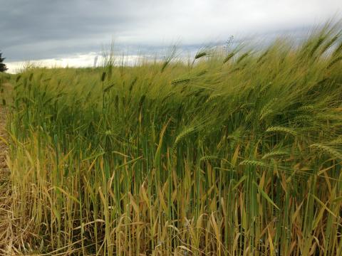 Barley crops in a field