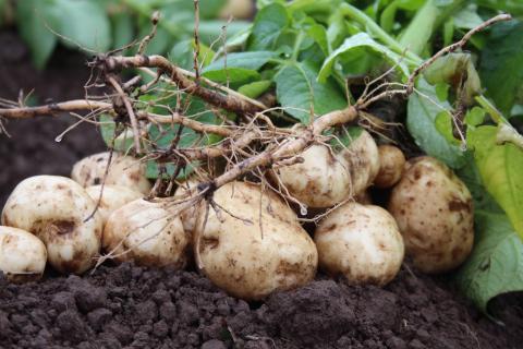 Soil and potatoes