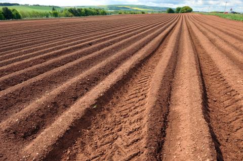 Soil furrows in an agricultural field